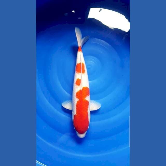 F1 ORI KOHAKU 50 CM