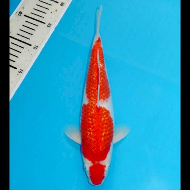 KOHAKU GINRIN BULKY - ORIGINAL
