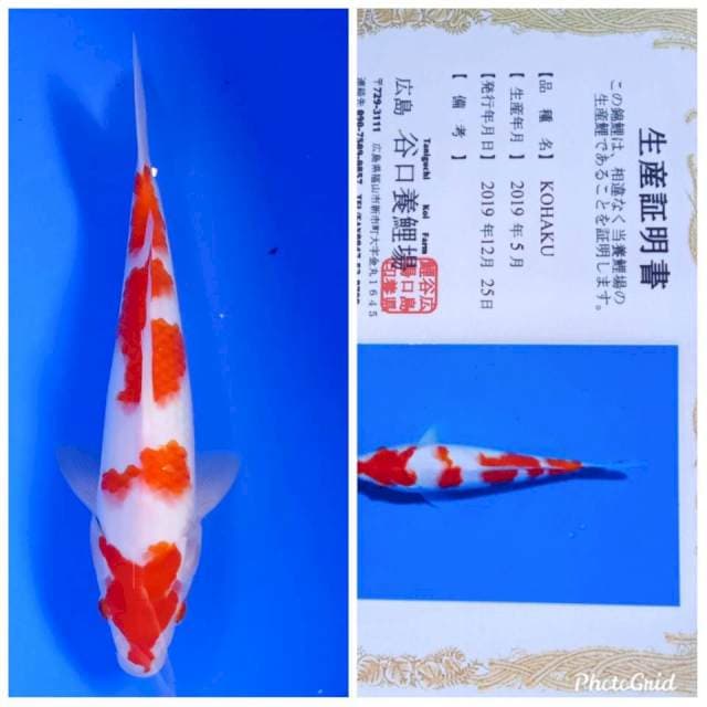 Kohaku import taniguchi farm