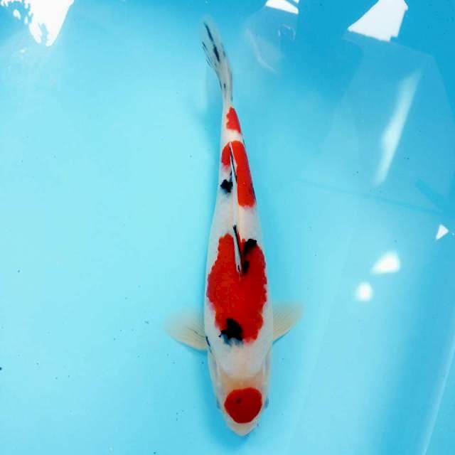 Maru sanke SQ 30cm
