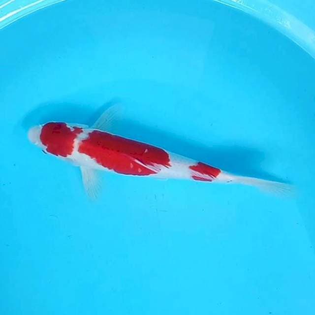 Kohaku Red # 32cm