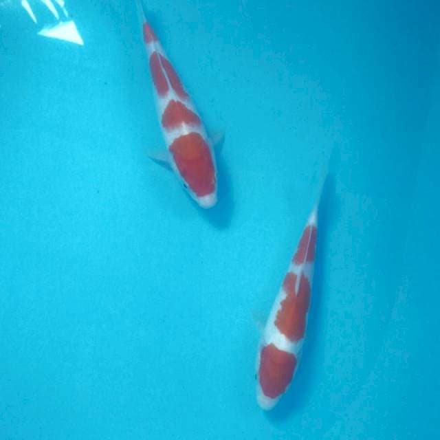 Baby Kohaku, 19 & 21 cm