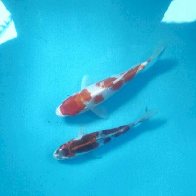 Antik, 19 & 23 cm