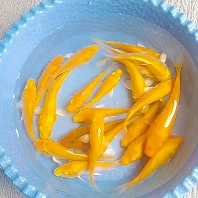 Paket banana 20 ekor