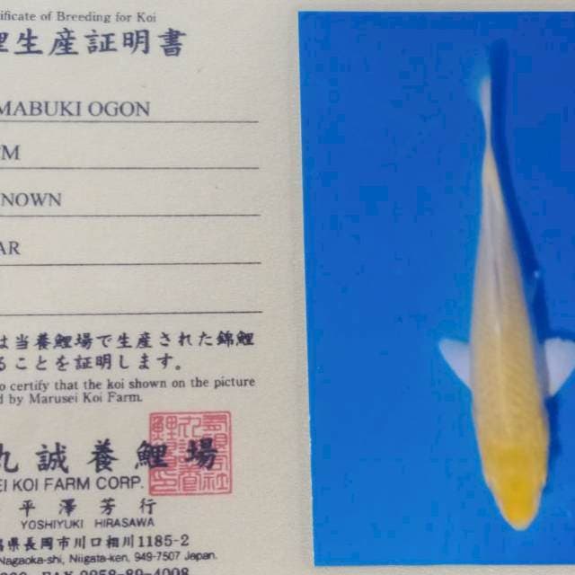 Yamabuki ogon import marusei farm