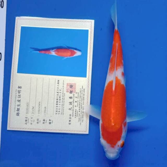 Kohaku marusei farm import