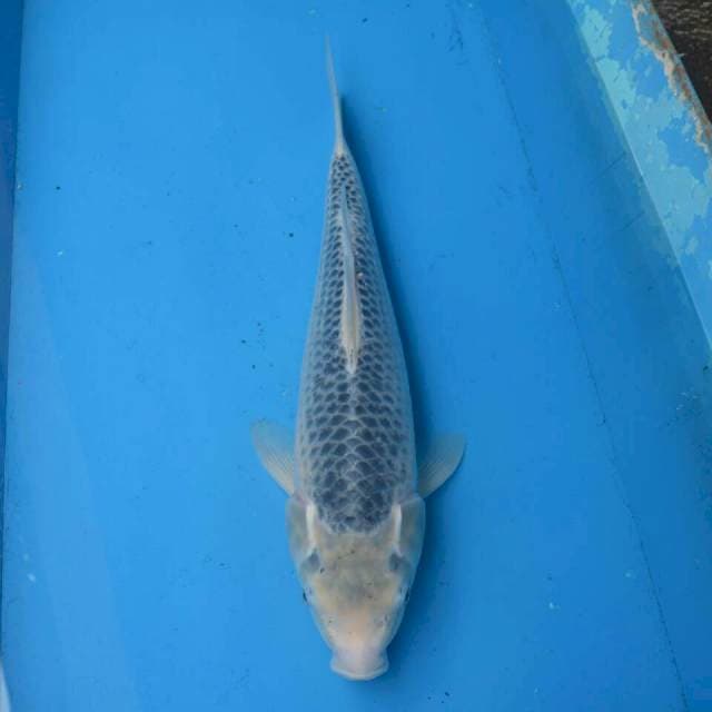 Jumbo Male Asagi F1