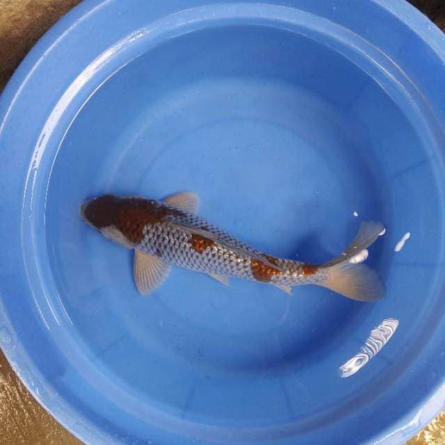 Ochiba 36cm male