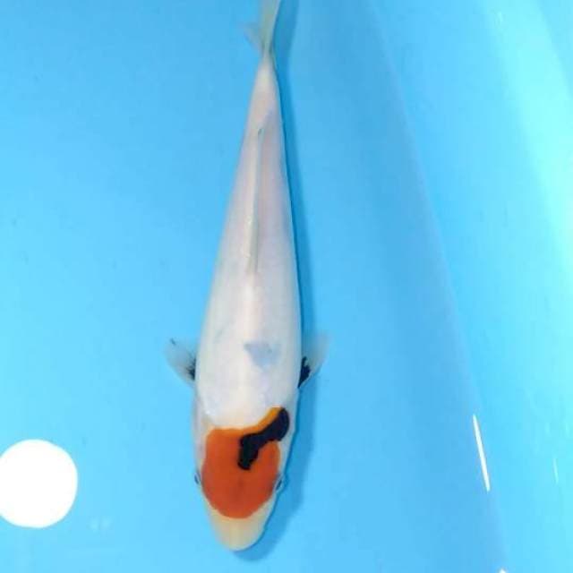 tancho tategoi