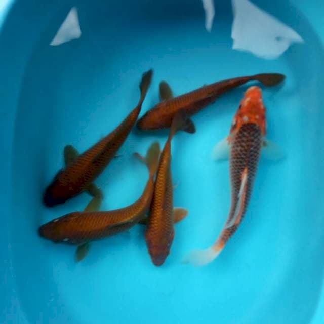Caghoi