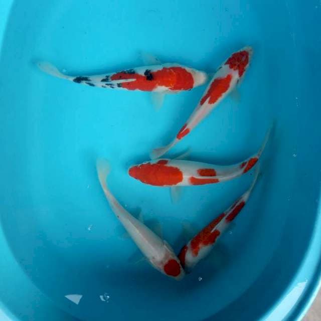 Mix