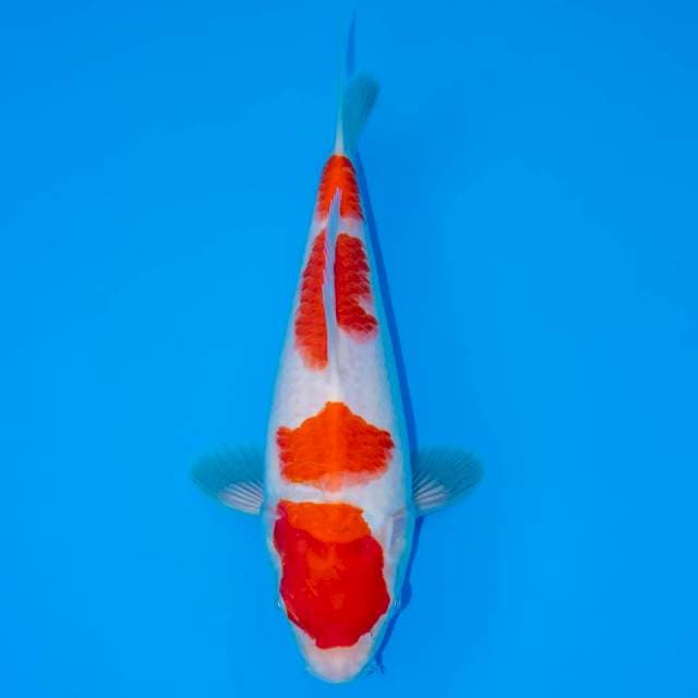 KOHAKU 4 STEP 24 CM