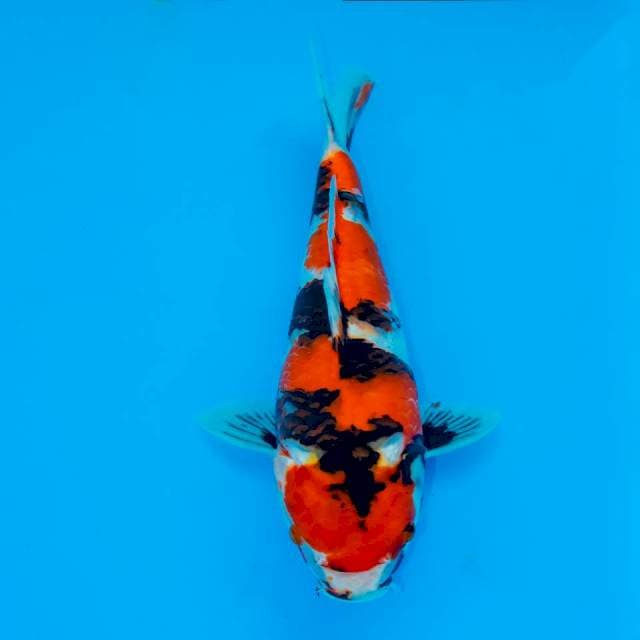 SHOWA SANSHOKU 27 CM 