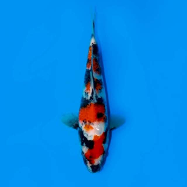 KINDAI SHOWA 25 CM MALE