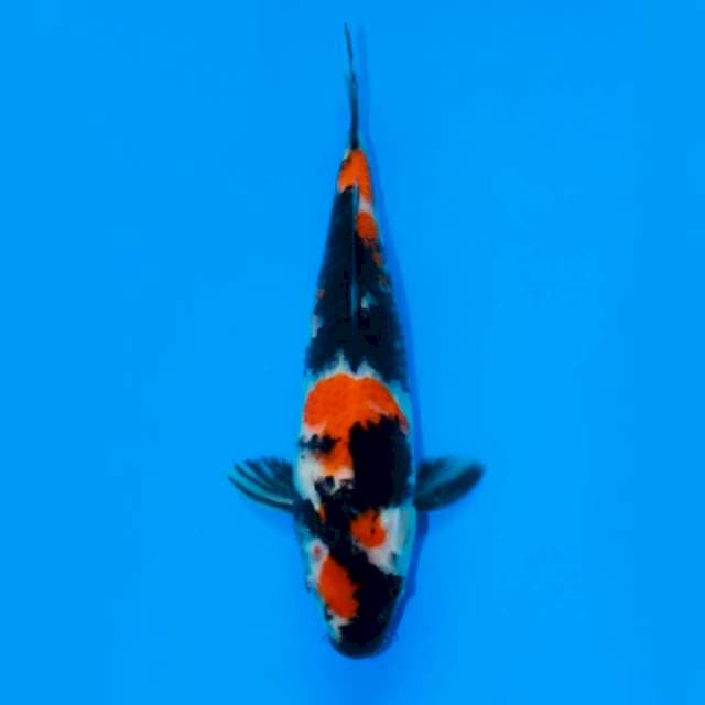 MARUTEN SHOWA 26 CM FEMALE
