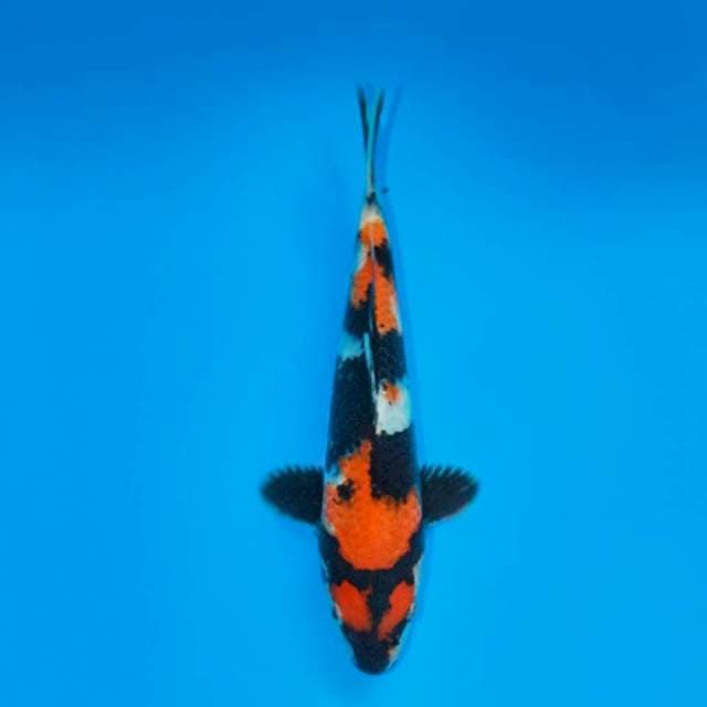 SHOWA HACHIWARE 21 CM MALE