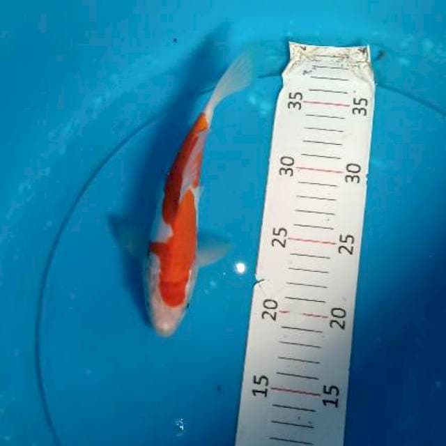 Kohaku