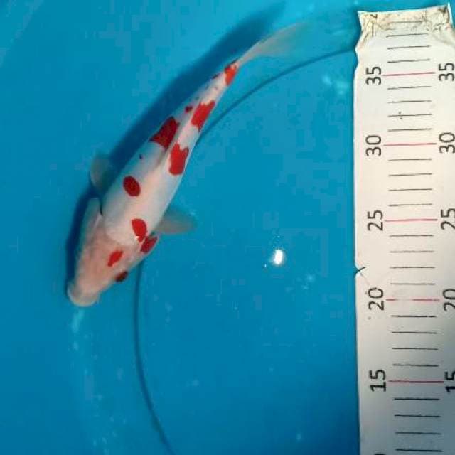 Kohaku