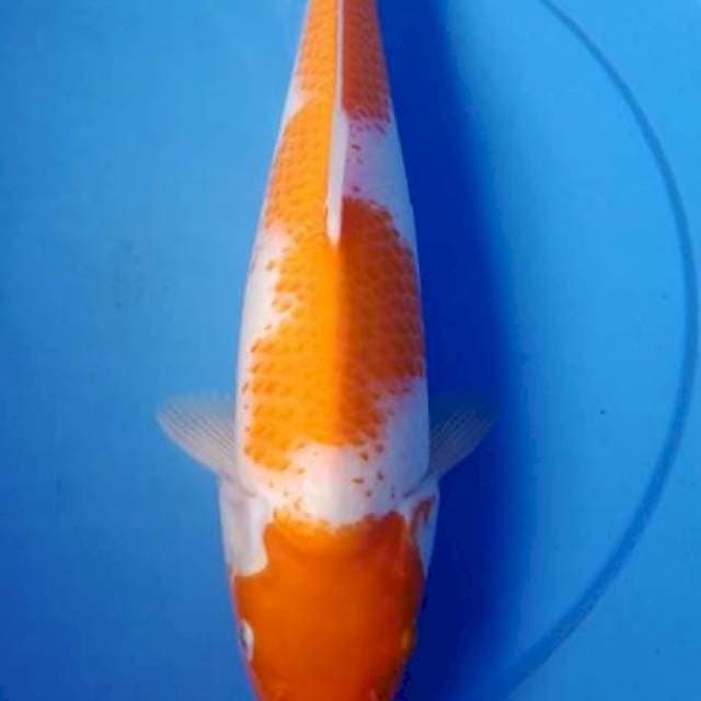 Kohaku