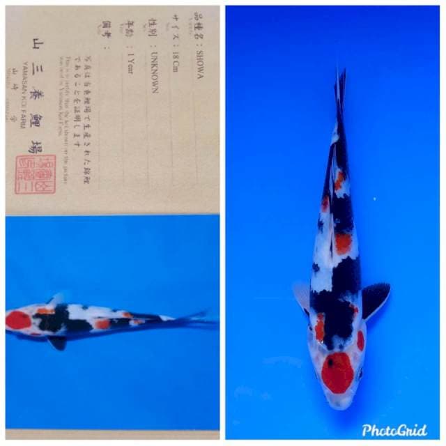 Showa import yamasan farm