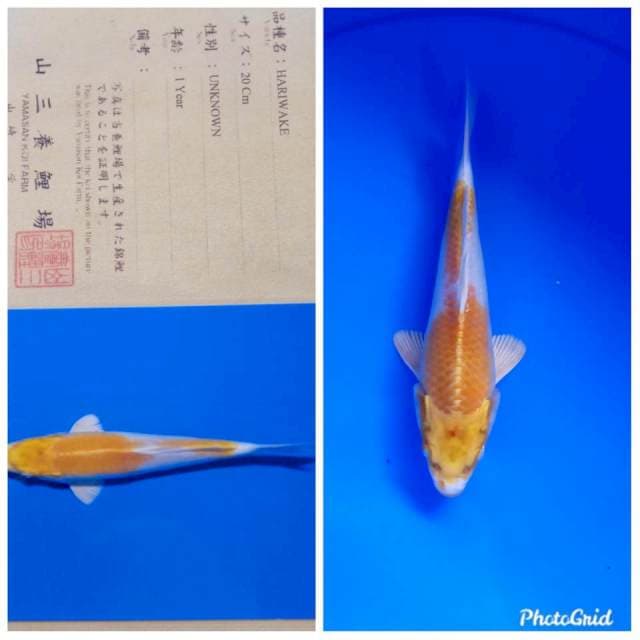 Hariwake import yamasan farm