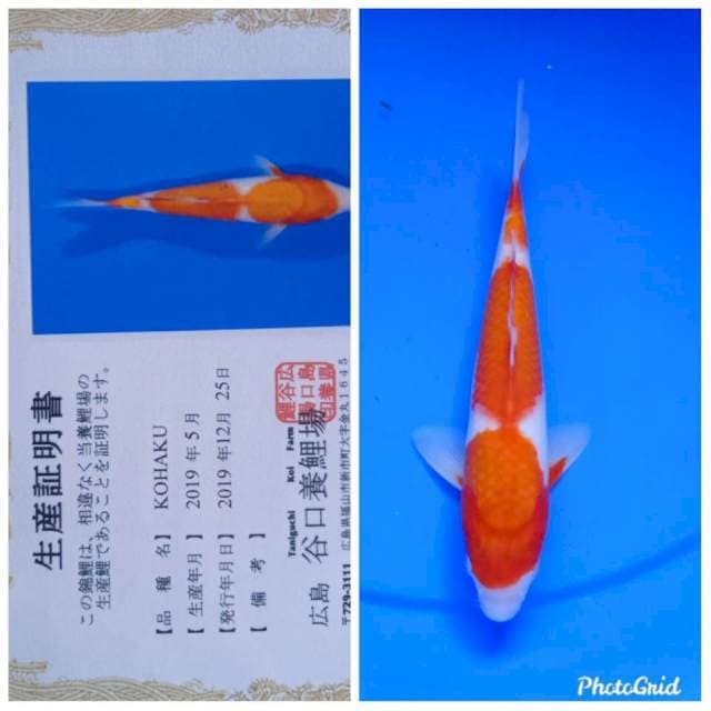 Kohaku new tosai taniguchi farm