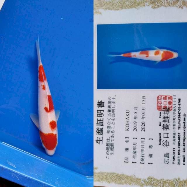 Kohaku taniguchi