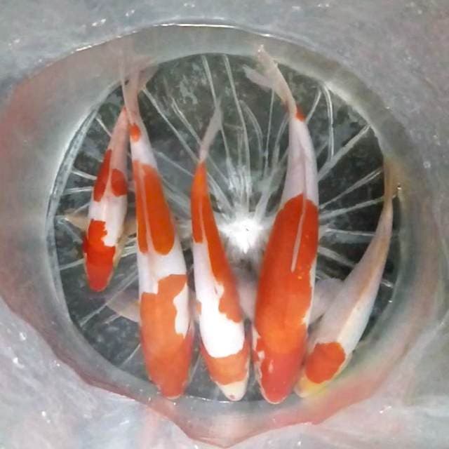 Kohaku Doit 5 ekor ( ±25cm)