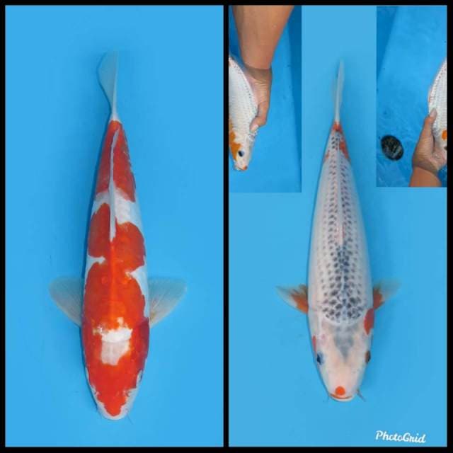 Kohaku dan Asagi - 31cm dan 28cm (Free ongkir jawa bali )