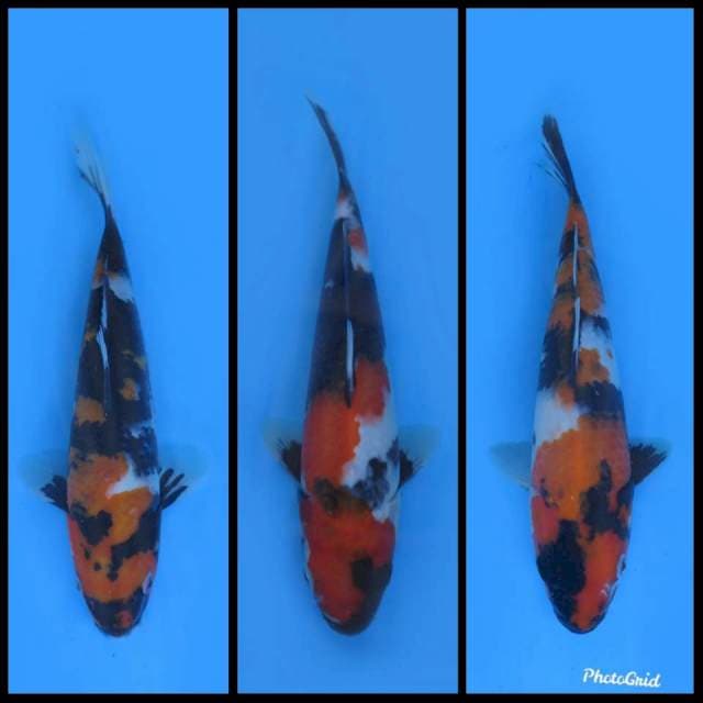 3 Showa Tosai - 23-27cm ( Free ongkir jawa bali)