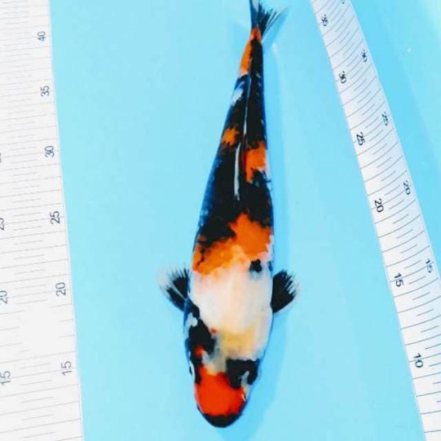 showa male 
