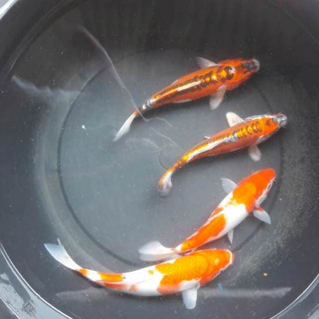 27 kohaku