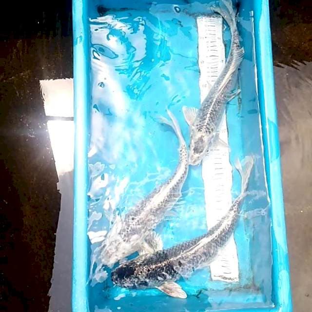 Paket penjinak 40up