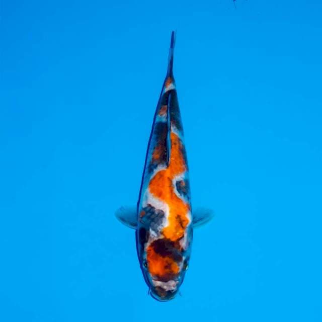 MARUTEN INAZUMA 23 CM 