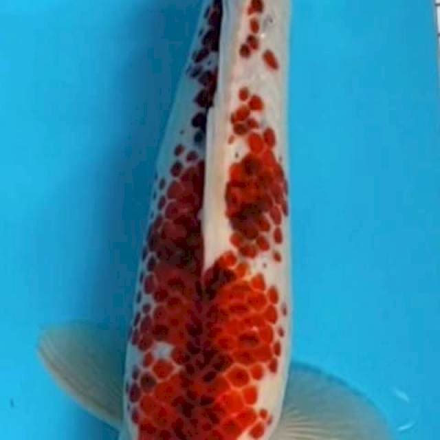 Super kanoko male 33 cm