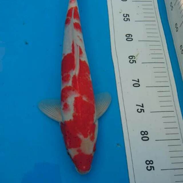 KOHAKU 40CM