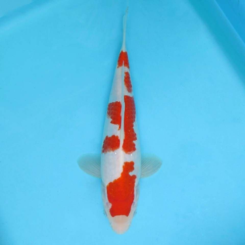 KENZEI ~ KOHAKU,-