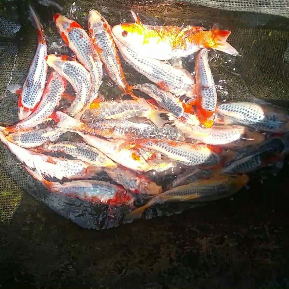 Asagi 30ekor