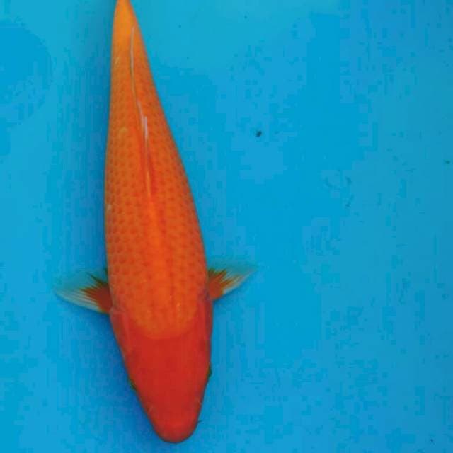 AKA HAJIRO 30CM