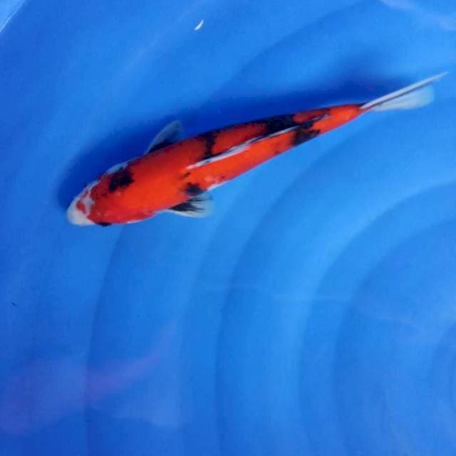 Jantan