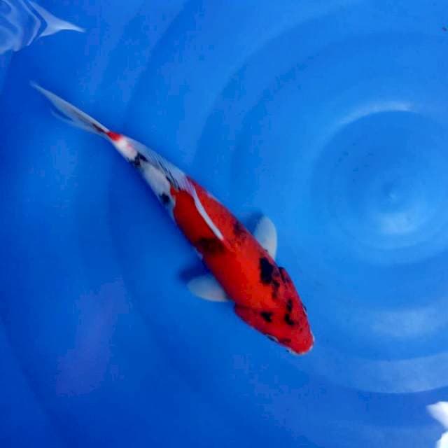 Jantan merah 