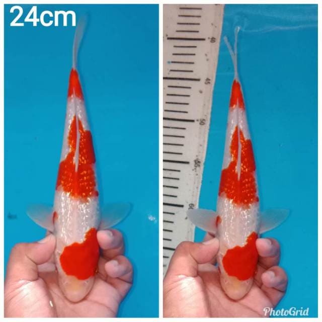Kohaku ginrin