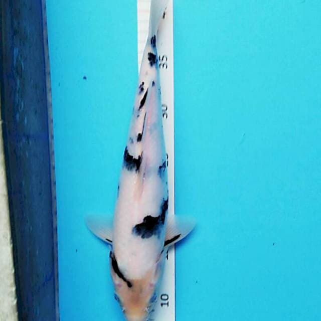 Pretty shiro 35cm