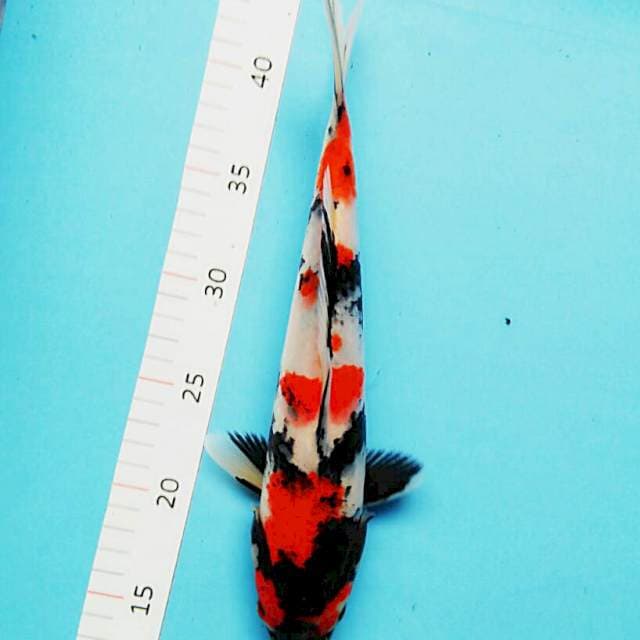 Showa strong male 31cm