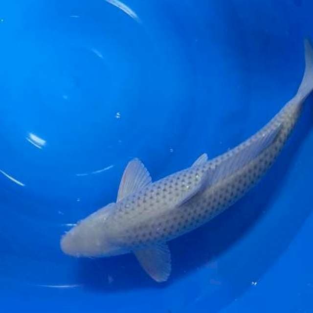 Soragoi Mulus  Jumbo F1 50cm 
