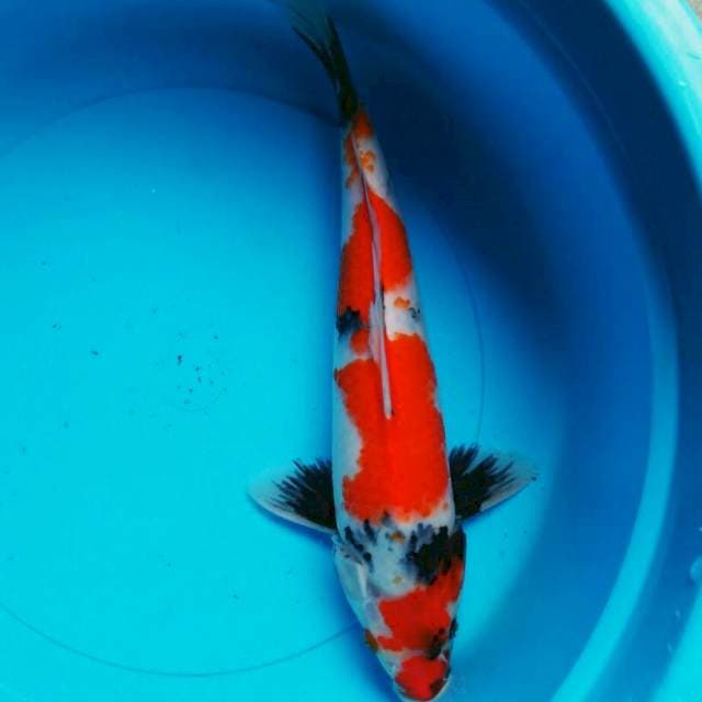 Showa strong 32cm male