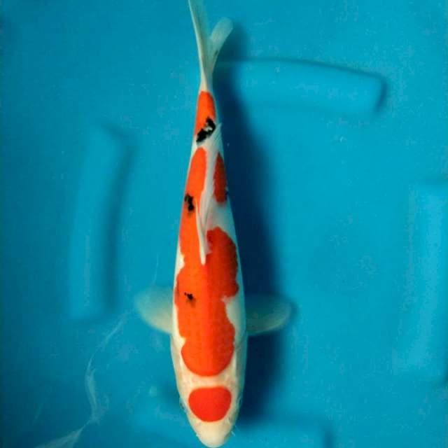Maruten Sanke 32cm Good Skin