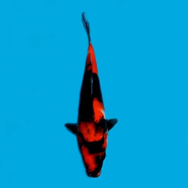 ND NYOWA 28CM