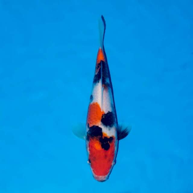 Showa sanshoku skin halus