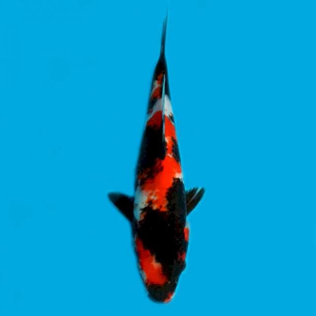 ND NYOWA SAE 26CM